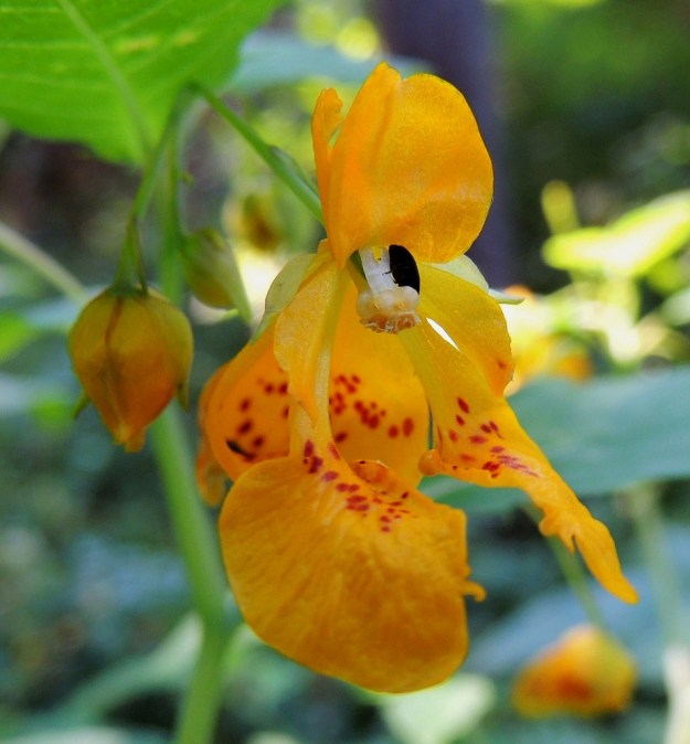 Impatiens capensis - lännenpalsamin teriö on viisilehtinen. Neljä terälehdistä sijoittuvat kahtena parina nielun sivuille kaartuen sieltä laajoiksi huuliksi kukan alapuolelle. Parin terälehdet ovat tyviosastaan yhdiskasvuiset niin, että ylempi, kukan sivulla oleva lehti on kuin pyöreämuotoinen liuska isommassa kokonaisuudessa. Parin alempi lehti on epämuotoisesti alaspäin levenevä ja sen laidoilla voi olla liuskojakin. Terälehtipari on tavallisesti noin 10-12 mm pitkä kokonaisuus. Terälehtiparien tyvellä, nielun suulla on punaisia pilkkuja. Viides terälehti on yläviisto ja noin 4-5 mm pitkä. Heteitä on viisi ja ne ovat sijoittuneet tiiviisti sikiäimen ympärille ja yhteenkasvaneet ponsistaan. 3.8.2013. Copyright Hannu Kämäräinen.