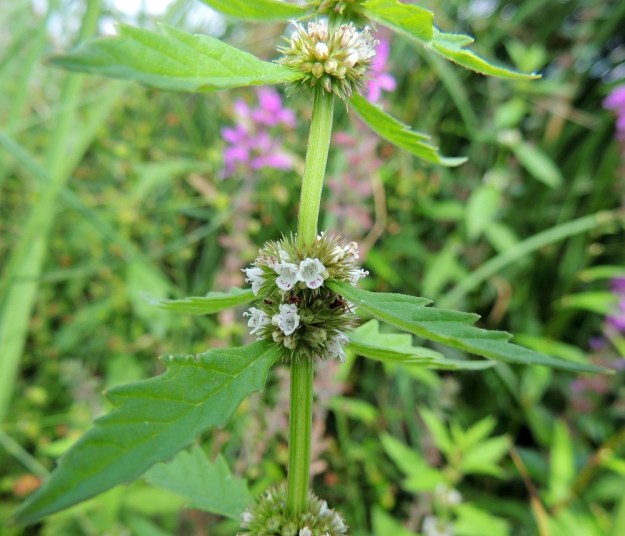 Lycopus europaeus - (luhta)rantayrtin lehtiparit ja niiden hangassa olevat kukinnon valekiehkurat ovat useimmiten selvällä välimatkalla erilliset. Joskus voi kuitenkin syntyä "mittavirheitä", ja valekiehkurat lehtipareineen sijoittuvatkin lähes tai aivan kiinni toisiinsa. Varsi on nelisärmäinen. U, Helsinki, Arabianranta, Toukolan rantapuisto, Vantaanjoen ranta meren läheisyydessä, 10.8.2013. Copyright Hannu Kämäräinen.
