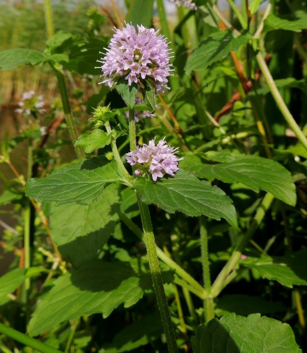 Mentha aquatica subsp. aquatica - vesiminttu subsp. purovesiminttu on sinipunakukkainen ja voimakastuoksuinen. Se on ilmeisesti alkuperäinen vain Ahvenanmaalla ja sielläkin hyvin harvinainen. Ahvenanmaalla kasvaa harvinaisuudestaan huolimatta yleisempänä toinen alalaji, merivesiminttu, subsp. litoralis. Manner-Suomesta on 2010-luvulla löytynyt jo useampia purovesimintun esiintymiä, jotka ehkä alkujaan ovat karkulaisia puutarhoista ja yrttimailta. 10.8.2013. Copyright Hannu Kämäräinen.