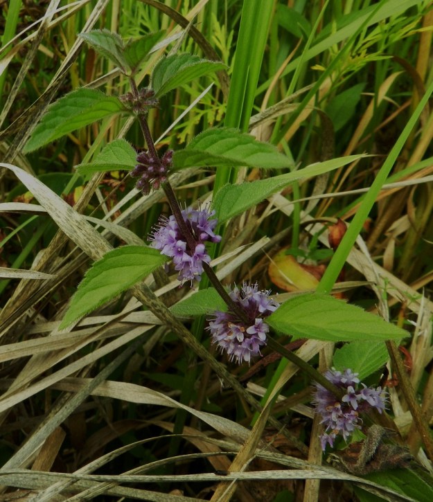 Mentha arvensis - rantamintun kukinto muodostuu allekkaisista, erillisistä ja lehtihangoissa olevista, monikukkaisista valekiehkuroista. Valekiehkuraksi sanotaan vastakkaisten lehtien hangoissa sijaitsevaa, lyhytnivelvälisten, haaraisten kukintojen muodostamaa kukintoryhmää. EH, Hämeenlinna, Keinusaari, Varikonniemi, Vanajaveden rannan pitkospuupolun varsi, 14.8.2011. Copyright Hannu Kämäräinen.