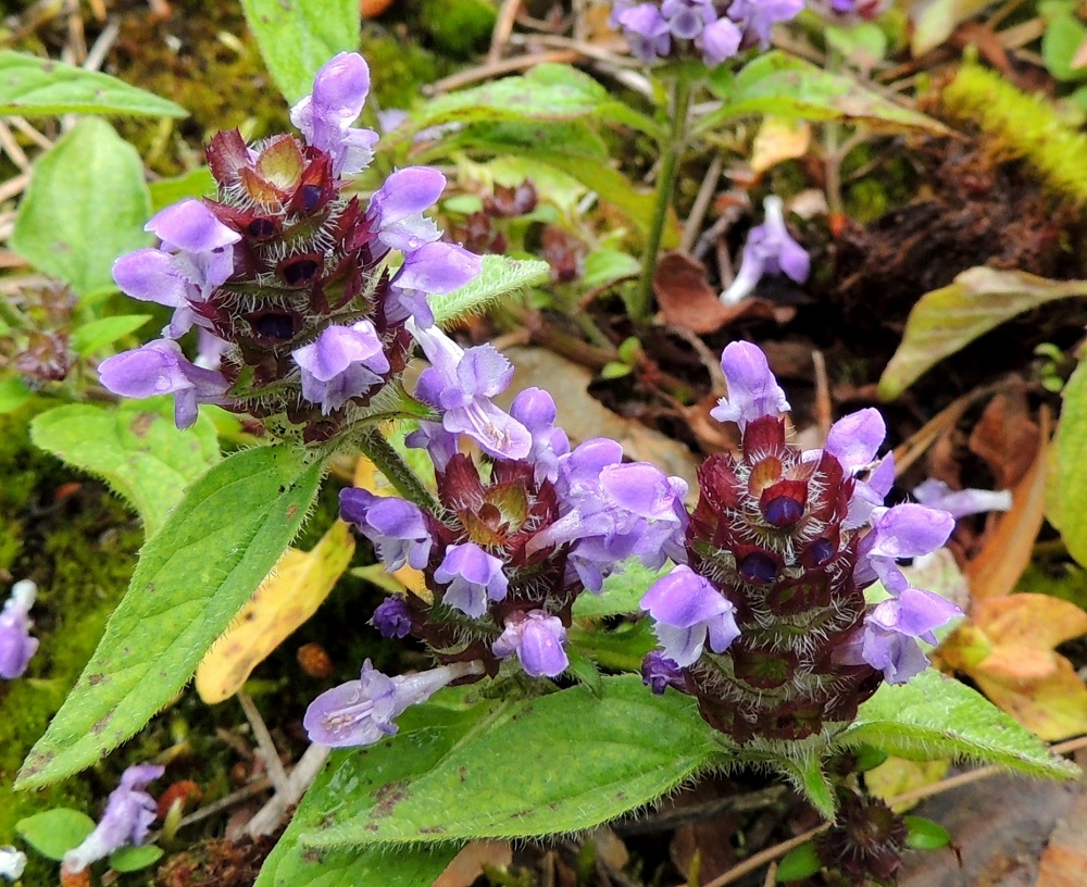 Prunella vulgaris - (aho)niittyhumalan lehdet ovat vaihtelevasti karvaiset. Runsainta karvoitus on yleensä alapinnalla. Kukkien tukilehdet ovat munuaismaiset tai leveänpuikeat ja kukkia lyhyemmät. Ne ovat valkoripsilaitaiset, päältä kaljut ja alta pitkä- ja valkokarvaiset. Pituutta niillä on yleensä noin 5-10 mm ja leveyttä suunnilleen saman verran. Teriö on pitkätorvinen, päästään kaksihuulinen ja tavallisesti noin 8-15 mm pitkä. ES, Lappeenranta, Mäntylä, Mäntylänmäen luonnonsuojelualue kalkkilouhoksen lähistöllä, metsäisen kalliomäen lakialue, 8.7.2015. Copyright Hannu Kämäräinen.