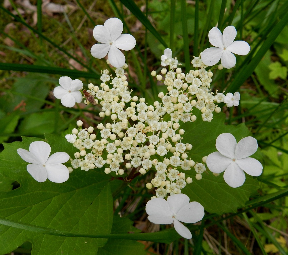 Viburnum opulus - koiranheiden kukinnoissa on toisinaan vain vähän hyönteisiä keskustan fertiileihin kukkiin houkuttelevia, laitakukkia. EH, Hämeenlinna, Aulanko, Aulangonjärven länsipuolinen, lehtoinen rantametsä, 23.6.2012. Copyright Hannu Kämäräinen.