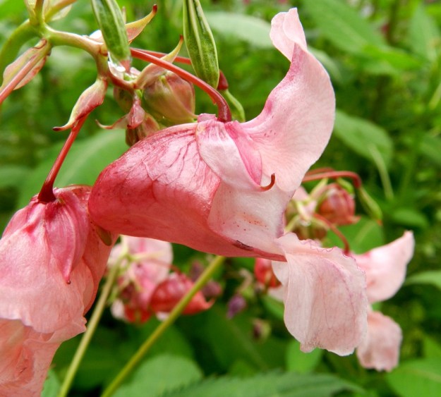 Impatiens glandulifera - jättipalsamin kukassa on kolme verholehteä. Alin niistä on leveän pussimainen ja pyöreähköpäinen sekä noin 15-20 mm pitkä ja noin 9-17 mm korkea. Väriltään se noudattelee kukan yleistä linjaa, mutta on tavallisesti terälehtiä tummempisävyinen. Alimman verholehden perässä on erilliseltä näyttävä ja alaspäin tai verholehteä vasten taipunut mesikannus, joka on tavallisesti noin 3-5 mm pitkä. Kaksi muuta verholehteä ovat huomattavasti pienemmät, yleensä noin 8-10 mm pitkät ja leveimmältä kohtaa noin 4-6 mm leveät. Ne ovat puikeat ja päättyvät nipukkamaiseen sekä usein sivulle päin kiertyneeseen kärkeen. EH, Hämeenlinna, Loimalahti, Hirsimäki, Metsälammentieltä lähtevän ja metsäkaistaa kulkevan kävelytien laitaruohikko, 16.7.2012. Copyright Hannu Kämäräinen.