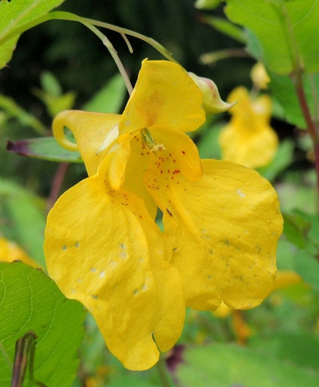 Impatiens noli-tangere - lehtopalsamin varsinainen teriö on viisilehtinen. Neljä terälehdistä sijoittuvat kahtena parina nielun sivuille kaartuen sieltä laajoiksi huuliksi kukan alapuolelle. Parin terälehdet ovat tyviosastaan laajasti yhdiskasvuiset. Ylempi, kukan sivulla oleva lehti on kuin pyöreämuotoinen liuska isommassa kokonaisuudessa. Parin alempi lehti on epämuotoisesti alaspäin levenevä ja sen laidoilla voi olla mutkaisuutta ja liuskojakin. Terälehtipari on tavallisesti noin 15-20 mm pitkä kokonaisuus ja sen helma on leveimmältä kohtaa noin 10-15 mm leveä. Terälehtiparien tyvellä, nielun suulla on punaisia pilkkuja. Viides terälehti suuntautuu kuin kuperana lippana yläviistoon suojaten nielun suuaukkoa. Lehdessä on yleensä pieni kärkinipukka. Pituutta sillä on useimmiten noin 5-7 mm ja leveyttä jokseenkin saman verran. 24.7.2013. Copyright Hannu Kämäräinen.