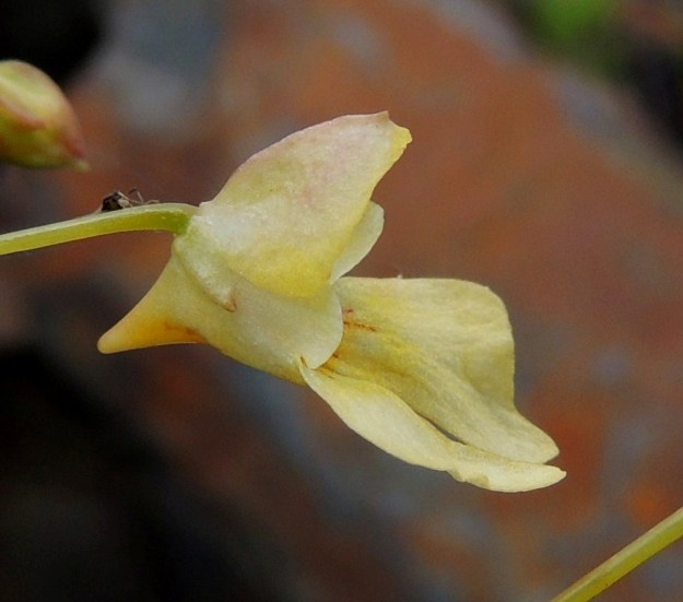 Impatiens parviflora - rikkapalsamin kukat ovat yleisväriltään vaaleankeltaiset tai toisinaan lähes valkoiset ja siirottavat sekä tavallisesti noin 10-15 mm pitkät ja noin 7-10 mm korkeat. Verholehtiä on kolme. Alin niistä on suppilomaisen pussimainen ja mesikannukseen päättyvä. Kannuksen pituus vaihtelee niin suuresti, että se vaikuttaa kukan yleisilmeeseen. Kuvan kukassa kannus on lyhyt ja jyrkästi kapeneva, jolloin verholehden pituus on 5-6 mm. EH, Tampere, Niemi, Näsijärven rantakivikko Lentävänniemen venerannan lounaispuolella, 9.7.2014. Copyright Hannu Kämäräinen.
