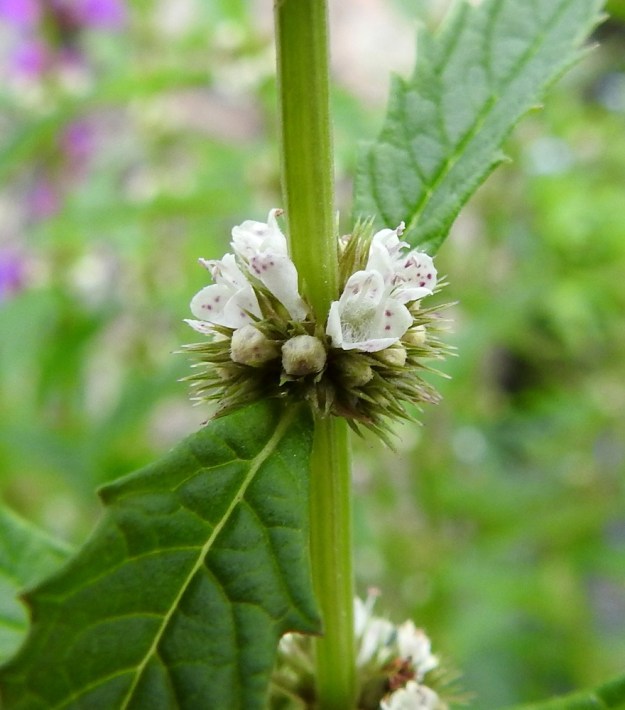 Lycopus europaeus - (luhta)rantayrtin teriö on valkoinen, pitkätorvinen ja päästään lähes säteittäisesti neliliuskainen. Se on noin 3,5-4 mm pitkä ja hieman verhiönliuskoja pitempi. U, Pyhtää, Ahvenkoski, Ahvenkosken vähävetinen luonnonuoma Pietarintien ja padon välillä, Pyhtään ja Loviisan rajalinjalla, 6.8.2020. Copyright Hannu Kämäräinen.