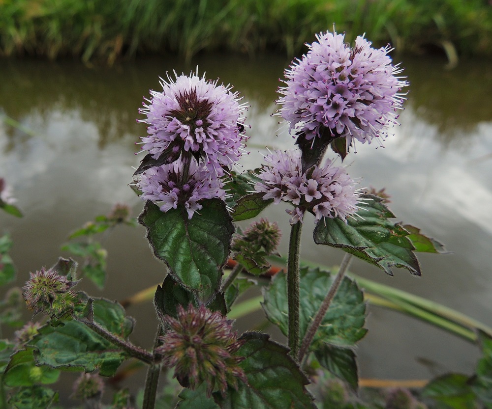 Mentha aquatica subsp. aquatica - vesimintun subsp. purovesimintun latvan valekiehkura on pallomainen ja läpimitaltaan tavallisesti noin 15-20 mm. Alemmat valekiehkurat ovat vähäkukkaisempia ja puolipallomaisia. Kiehkuroiden tyvellä on hankalehtien lisäksi yksi tai kaksi paria pieniä tukilehtiä. Varsissa ja toisinaan lehdissäkin voi olla vihreän lisäksi myös punaruskeita sävyjä. 10.8.2013. Copyright Hannu Kämäräinen.