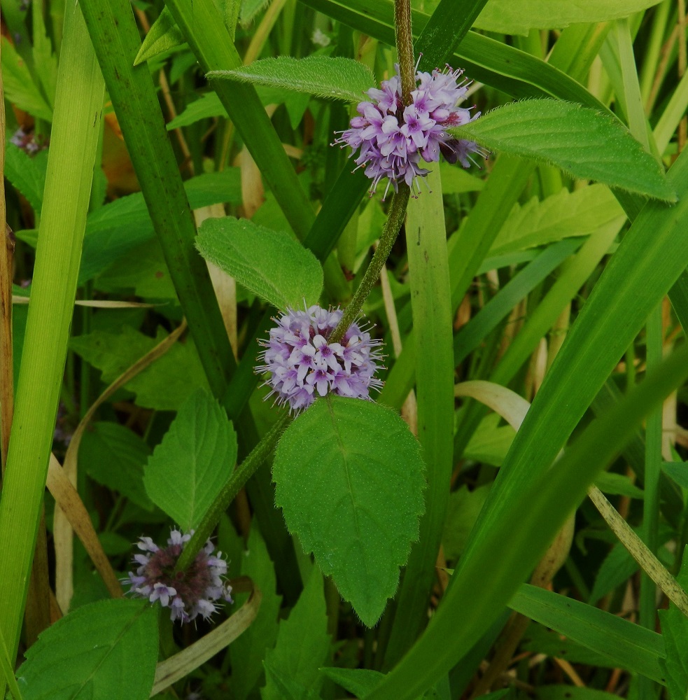 Mentha arvensis - rantamintun valekiehkurat ovat tiiviitä, pallomaisia ja läpimitaltaan noin 10-20 mm. EH, Hämeenlinna, Keinusaari, Varikonniemi, Vanajaveden rannan pitkospuupolun varsi, 14.8.2011. Copyright Hannu Kämäräinen.