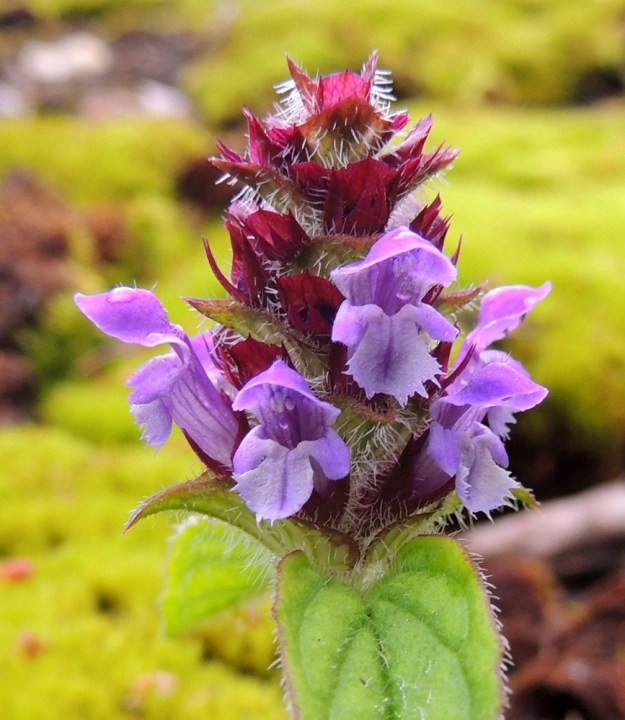 Prunella vulgaris - (aho)niittyhumalan teriön ylähuuli on kupera ja yleensä noin 4-5 mm pitkä. Alaskääntynyt alahuuli on kärkeä kohti hieman levenevä, päästään epäsäännöllisen hammaslaitainen ja useimmiten noin 2,5-3 mm pitkä ja siinä on molemmin puolin pienet, noin 1,5-2 mm pitkät sivuliuskat. Myös kukan verhiö on kaksihuulinen, tavallisesti noin 8-9 mm pitkä ja karvainen. Sen väri vaihtelee kuvan punaruskeasta sinipunaiseen ja vihreään. Takimmainen huuli on leveän yhtenäinen ja päästään kolmihampainen. Etummainen huuli on kärjestään kapean kolmiomaisesti kaksiliuskainen. ES, Lappeenranta, Mäntylä, Mäntylänmäen luonnonsuojelualue kalkkilouhoksen lähistöllä, metsäisen kalliomäen lakialue, 8.7.2015. Copyright Hannu Kämäräinen.