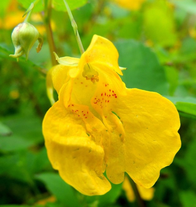 Impatiens noli-tangere - lehtopalsamin nuppu on aluksi kooltaan varsin minimaalinen. Kaksi pienintä verholehteä ovat merkittävässä osassa kehittyvän kukan suojaamisessa. Heteitä kukassa on viisi ja ne ovat sijoittuneet tiiviisti sikiäimen ympärille ja yhteenkasvaneet ponsistaan. 24.7.2013. Copyright Hannu Kämäräinen.