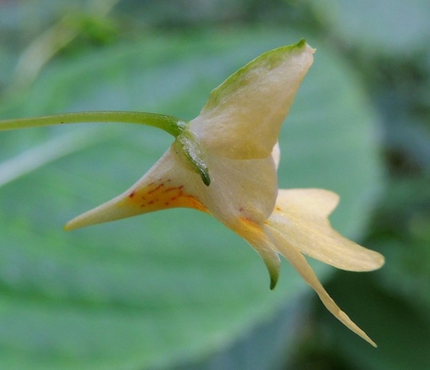 Impatiens parviflora - rikkapalsamin oheisessa kukkakuvassa alimman verholehden kannus on edellisen kuvan kukkaa selvästi pitempi. Verholehdessä voi olla myös tummemman keltaisia alueita ja punertavia viiruja. Kaksi muuta verholehteä ovat huomattavasti pienemmät ja yleensä vain noin 2-3 mm pitkät. Ne ovat puikeahkot ja päättyvät nipukkamaiseen kärkeen. Niiden väri vaihtelee vihreästä vaaleankeltaiseen ja lähes valkoiseen. U, Helsinki, Lauttasaari, Takaniemenlahden kausikostea perukka Kyyluodontien varressa, 10.8.2013. Copyright Hannu Kämäräinen.