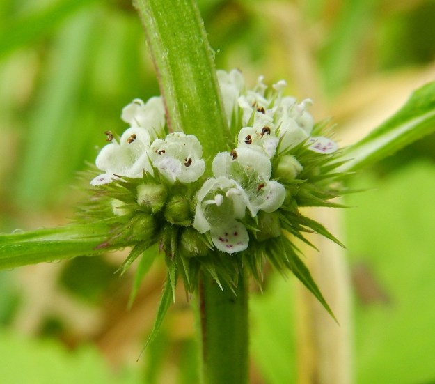 Lycopus europaeus - (luhta)rantayrtin valekiehkuran yksittäiset kukat ovat perättömiä. Uloimpien kukkien tyvellä on pieniä esilehtiä, jotka ovat kapeat, otamaisen teräväkärkiset ja tavallisesti noin 4-8 mm pitkät. Verhiö on lähes säteittäinen, yleensä noin 3-3,5 mm pitkä ja lähes tyveen saakka viisiliuskainen. Liuskat ovat kapeahkon kolmiomaiset ja päättyvät otamaiseen kärkeen. Teriönliuskat ovat melkein samankokoiset, lyhytkarvaiset ja noin 1,5-2 mm pitkät. Teriön nielu on tiheästi pitkä- ja valkokarvainen. EH, Hämeenlinna, Keinusaari, Varikonniemi, Vanajaveden rannan pitkospuupolun varsi, 14.8.2011. Copyright Hannu Kämäräinen.
