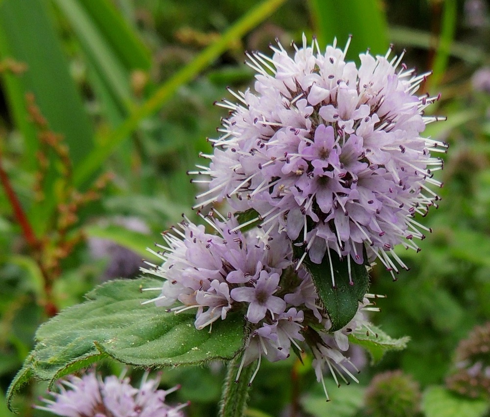 Mentha aquatica subsp. aquatica - vesimintun subsp. purovesimintun teriö on pitkätorvinen ja päästään lähes säteittäisesti neliliuskainen. Se on selvästi verhiötä pitempi ja noin 5-6 mm pitkä. Liuskojen osuus siitä on noin 1,5-2 mm. Ylähuuli on levein ja lovipäinen. Heteitä on neljä. Ne ovat noin 5-6 mm pitkät ja yltävät selvästi teriön yläpuolelle. Emi on yksivartaloinen ja kaksiluottinen. Se yltää samalle tasolle heteiden kanssa. 10.8.2013. Copyright Hannu Kämäräinen.