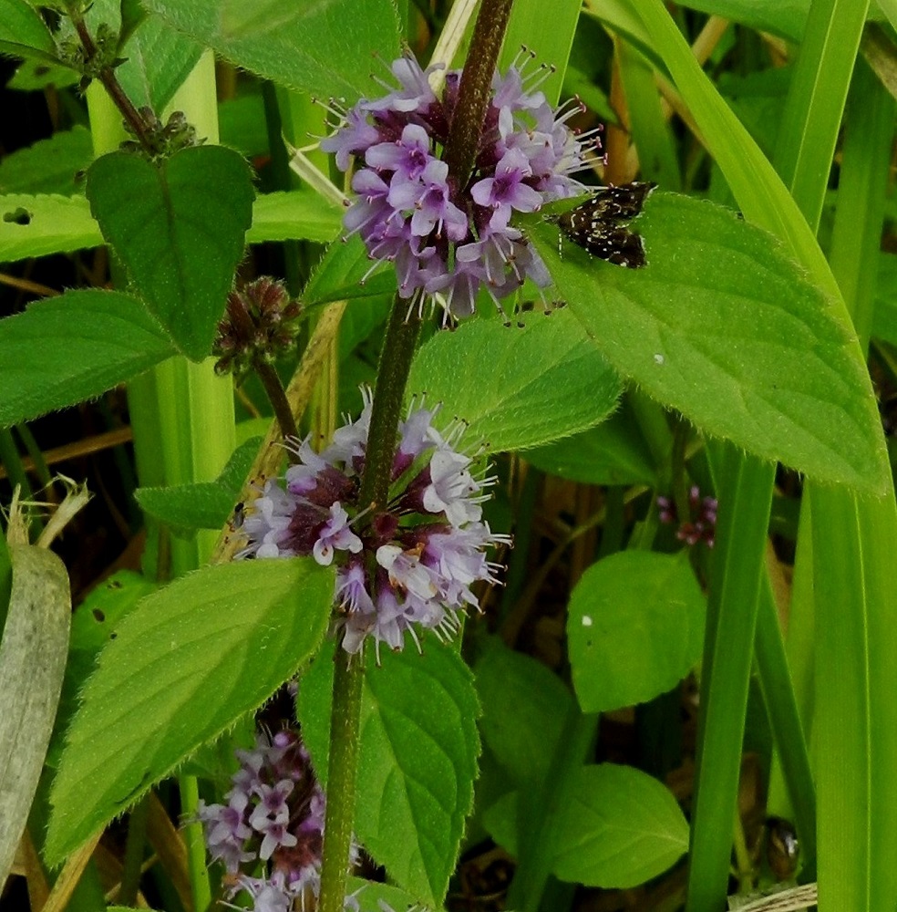 Mentha arvensis - rantamintun valekiehkuran yksittäisten kukkien perä on noin 1-3 mm pitkä. Teriö on sinipunainen, yhdislehtinen ja pitkätorvinen sekä päästään hieman kaksihuulinen ja lähes säteittäisesti neliliuskainen. Kaksineuvoisten kukkien teriö on selvästi verhiötä pitempi ja noin 4-5 mm pitkä. Varsi ja lehtien molemmat pinnat ovat vaihtelevasti karvaiset. Myös lehtilaita on näkyvästi karvainen. EH, Hämeenlinna, Keinusaari, Varikonniemi, Vanajaveden rannan pitkospuupolun varsi, 14.8.2011. Copyright Hannu Kämäräinen.