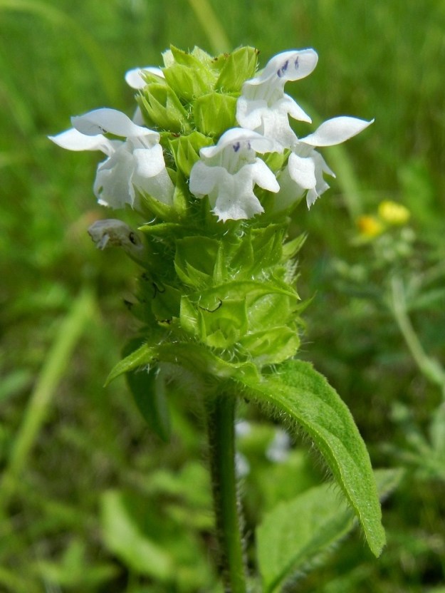 Prunella vulgaris - (aho)niittyhumalan valkoteriöisen värimuodon emi ja heteetkin ovat valkoiset ponsia lukuun ottamatta. Valkoteriöisiltä yksilöiltä puuttuvat muutkin punertavat värisävyt kukintotähkästä ja varresta. ES, Lappeenranta, linnoitusalue, itäpuolen alarinne sataman kohdalla, 11.7.2012. Copyright Hannu Kämäräinen.