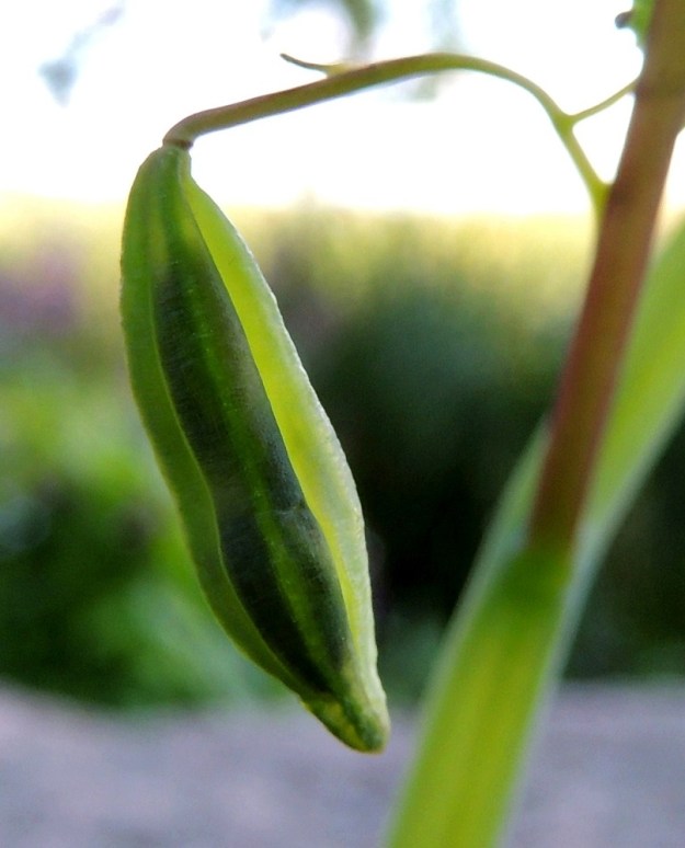 Impatiens capensis - lännenpalsamin hedelmä on viisilokeroinen, riippuva ja liereä tai sukkulamainen kota, joka on yleensä vihreä. Se on tavallisesti noin 10-15 mm pitkä ja noin 2,5-4 mm paksu. 3.8.2013. Copyright Hannu Kämäräinen.