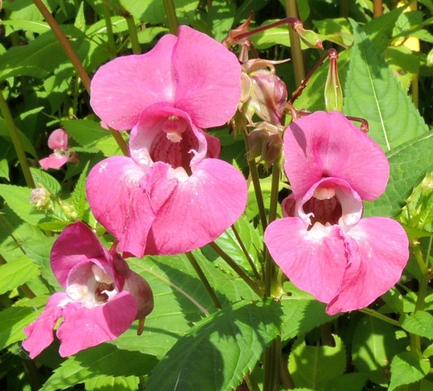 Impatiens glandulifera - jättipalsamin terälehtiparien tyvellä ja nielussa on usein niiden perusväriä tummempaa pilkullisuutta. Sikiäin on kehänpäällinen. Heteitä on viisi ja ne ovat noin 5-7 mm pitkät sekä sijoittuneet tiiviisti sikiäimen ympärille ja yhteenkasvaneet ponsistaan. EH, Hämeenlinna, Loimalahti, Kuokkamaa, entisen Sammon kaatopaikan täyttökummun lakialue, 6.8.2016. Copyright Hannu Kämäräinen.