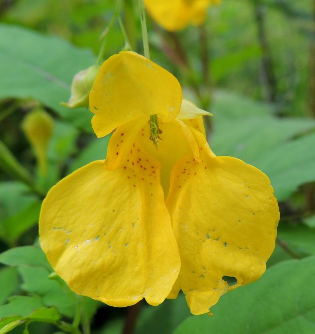 Impatiens noli-tangere - lehtopalsamin sikiäin on kehänpäällinen, lieriömäinen ja vihreä. Sen kärjessä on perätön ja viisiliuskainen luotti. Kuvassa oleva sikiäin on aloittanut jo kehityksensä hedelmäksi. 24.7.2013. Copyright Hannu Kämäräinen.