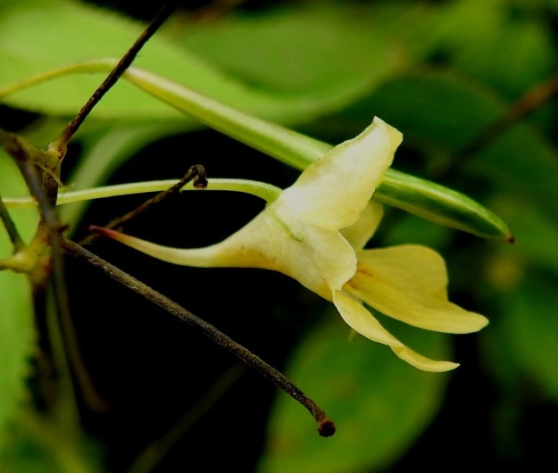 Impatiens parviflora - rikkapalsamin alin verholehti voi päättyä myös pitkään, vähitellen kapenevaan ja suoraan tai hieman kaareutuvaan mesikannukseen. Tällöin kukan kokonaispituus on enimmillään tavallisesti noin 15 mm ja alimman verholehden pituus noin 10 mm. U, Vantaa, Hakkila, Honkanummen hautausmaa, ylijäämämaa- ja kompostikenttäalue, 26.8.2018. Copyright Hannu Kämäräinen.