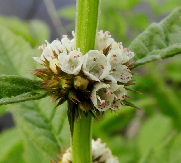 Lycopus europaeus - (luhta)rantayrtin teriön ylähuuli on hieman kupera ja alahuuli punapisteinen. Sivuliuskat ovat hiukan huulia pienemmät. Heteitä on kaksi. Ne ovat noin 2-2,5 mm pitkät ja yltävät teriöliuskojen kärjen tasalle. Emi on yksivartaloinen ja lyhyesti kaksiluottinen. Se on valkoinen ja noin teriön mittainen tai hieman sitä pitempi. Emin vartalo ja luotit ovat näkyvissä kaikissa kuvan etualan kukissa, vaikka eivät kovin hyvin erotu samanvärisiä teriöitä vasten. Yksi emin kärki ja luottipari näkyvät lyhyt- ja kähäräkarvaisen varren edessä. EH, Hämeenlinna, keskusta-alue, Vanajaveden ranta Hämeen linnan kohdalla, 21.8.2012. Copyright Hannu Kämäräinen.