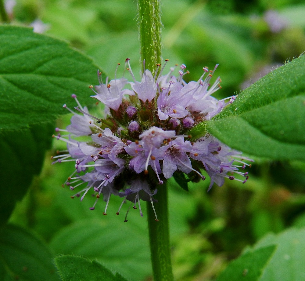 Mentha arvensis - rantamintun teriö on karvainen. Myös sen nielu on tiheästi pitkä- ja vaaleakarvainen. Teriönliuskat ovat noin 1,5-2 mm pitkät. Ylähuuli on niistä levein ja yleensä lovipäinen. Heteitä on neljä. Ne ovat noin 5 mm pitkät ja yltävät selvästi teriön yläpuolelle. Emi on yksivartaloinen ja lyhyesti kaksiluottinen. Se yltää samalle tasolle heteiden kanssa. Toisinaan rantamintulla voi olla myös pelkästään emikukkaisia yksilöitä. Niiden teriöt ovat pienemmät ja vain vähän verhiötä pitemmät. EH, Hämeenlinna, Loimalahti, Hirsimäki, omakotialue Näsiäntien varressa, pihamaa, 6.8.2011. Copyright Hannu Kämäräinen.
