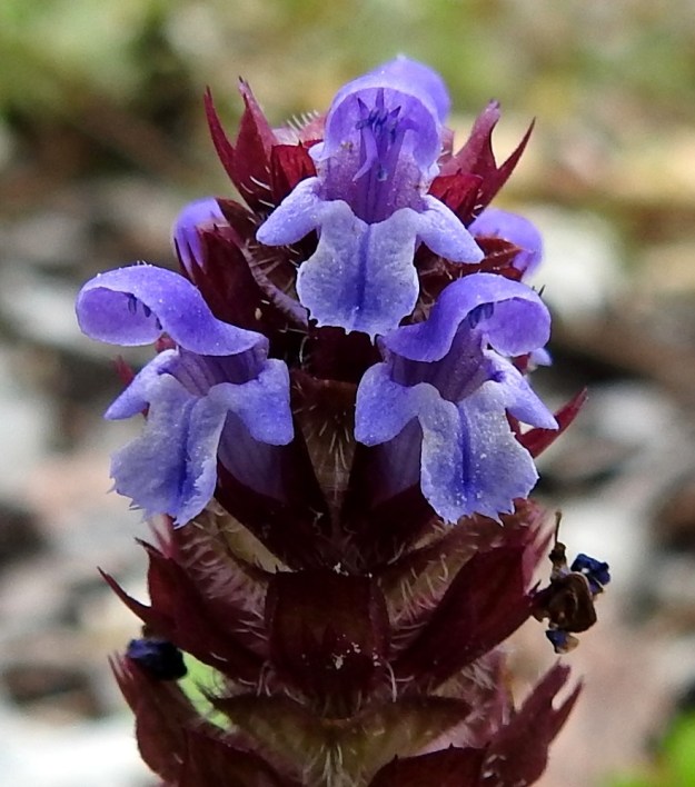 Prunella vulgaris - (aho)niittyhumalan kukassa on neljä hedettä, joista kaksi on pitempää ja kaksi lyhyempää. Hieman palhojen kärjen alapuolella on äimämäinen lisäke. Ponnenpuoliskot ovat eri suuntiin siirottavia. Emi on yksivartaloinen ja kaksiluottinen. EK, Kotka, Halla, saaren laaja puuvarastoalue, kuorikepohjainen kaista, 6.8.2020. Copyright Hannu Kämäräinen.