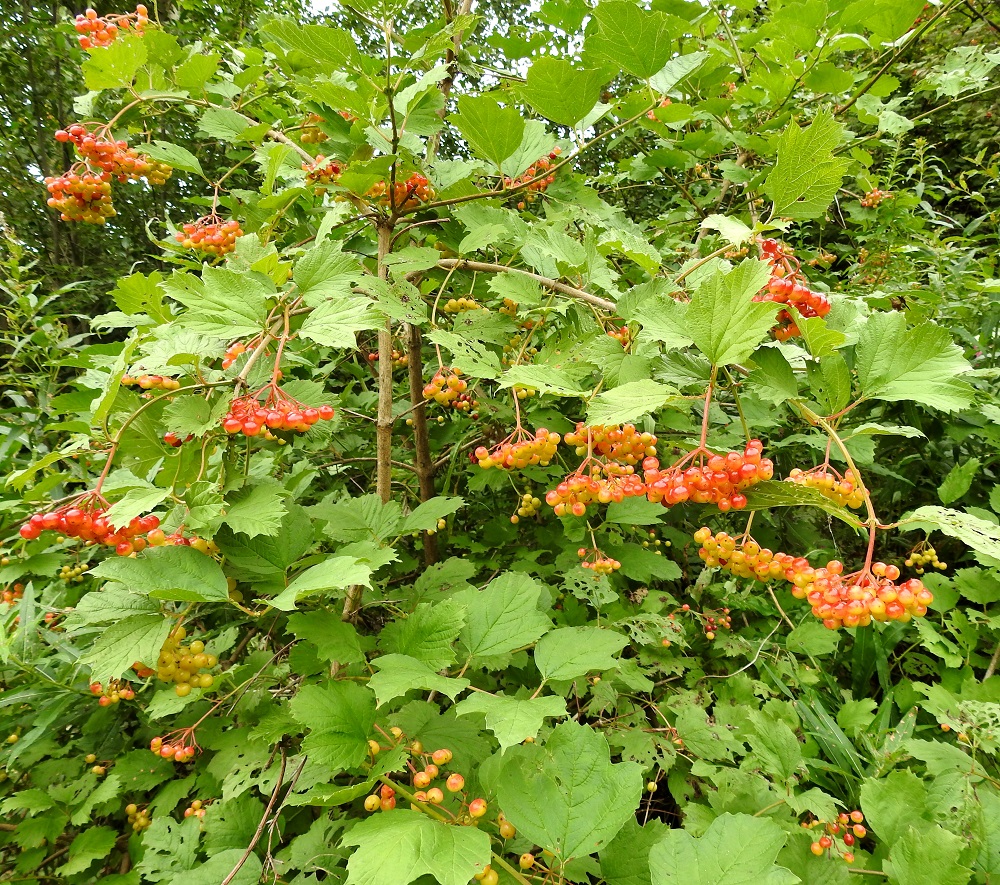 Viburnum opulus - koiranheiden kypsyvät marjat muuttuvat ensin kellertäviksi ja alkavat sitten punertua. Lajilla on myös harvinainen luonnonvarainen muoto, jonka marjat aivan kypsänäkin pysyvät keltaisina. Marjahuiskilot pyörähtävät painonsa voimasta nuokkuviksi. Puutuneet osat ovat harmaat tai harmaanruskeat. EH, Hämeenlinna, Kankaantaka, Helsinki - Tampere -moottoritien viereisen kevyenliikenteenväylän metsittynyt laide, 12.8.2020. Copyright Hannu Kämäräinen.