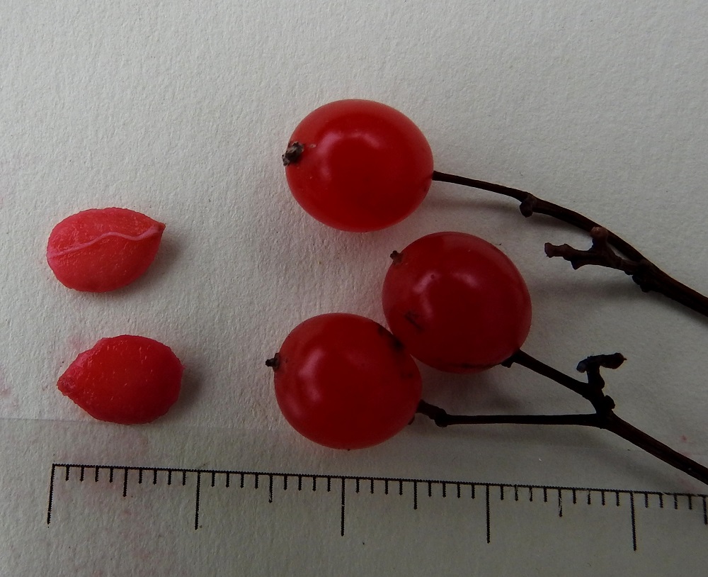 Viburnum opulus - koiranheiden marja on kukkapohjuksesta paisuva ja pyöreä tai hieman pitkänpyöreä. Se on yksisiemeninen, mehevä luumarja, joka on tavallisesti noin 10 mm pitkä ja noin 8-9 mm leveä. Siemen on soikeahko, nipukkakärkinen, litteä ja nystermäpintainen sekä noin 7-9 mm pitkä ja noin 5-6 mm leveä. EH, Hämeenlinna, Loimalahti, Loimalahdentien Alajärven rantaan vievä loppupää, tienlaitapensaikko, 7.11.2022. Copyright Hannu Kämäräinen.