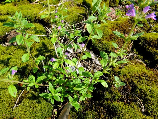 Acinos arvensis - ketokäenmintun lehdet ovat ruodilliset ja varrella vastakkain sekä ristikkäisesti allekkain. Lajia ei suhteellisen harvinaisuutensa vuoksi ole juurikaan hyödynnetty. Hyväntuoksuiset ja mintunmakuiset lehdet soveltuisivat kuitenkin hyvin mausteeksi ja teeaineeksi. ES, Lappeenranta, Mäntylä, Mäntylänmäen luonnonsuojelualue kalkkilouhoksen lähistöllä, metsäisen kalliomäen lakialue, 27.7.2016. Copyright Hannu Kämäräinen.