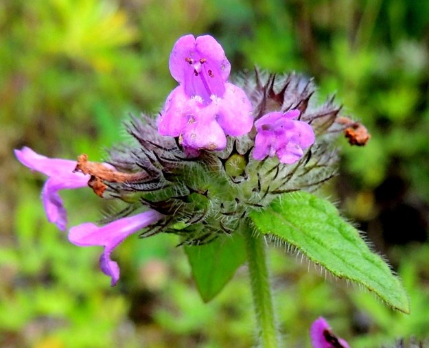 Clinopodium vulgare - lehtomäkimintun teriön alahuulen sisäpinnalla on pitempää ja pystyä karvoitusta, joka on tiheintä tyvellä, lähellä nielua. Heteitä on neljä. Niistä kaksi on pitempää ja kaksi lyhyempää. Ponnenpuoliskot ovat eri suuntiin siirottavia. Emi on yksivartaloinen ja kaksiluottinen sekä suunnilleen heteiden kanssa samalle tasolle yltävä. EH, Kouvola, Kuusankoski, Voikkaa, vanha, suurimmaksi osaksi pois käytöstä oleva ratapiha-alue, 28.7.2015. Copyright Hannu Kämäräinen.