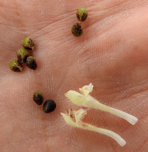 Galeopsis bifida - peltopillikkeen teriö on suvulle ja koko heimollekin tunnusomaisesti pitkätorvinen. Medensaanti edellyttää pölyttäviltä kimalaisilta, mehiläisiltä ja perhosilta pitkää kieltä. Peltopillikkeellä torven pituus on useimmiten noin 7-10 mm. Kuvasta näkyy hyvin, kuinka heteiden ponnenpuoliskot ovat eri suuntiin siirottavia. Hedelmälohkot ovat soikeahkot, vaikkakin tyveä kohti kapenevat ja sisäpinnaltaan tylpän kulmikkaat sekä hieman litteät. Ne ovat kypsinä ruskeat ja noin 2-2,5 mm pitkät. EH, Hämeenlinna, Loimalahti, Sampo, peltotieuran varsi, laajahko joutomaaniitty, 3.8.2020. Copyright Hannu Kämäräinen.