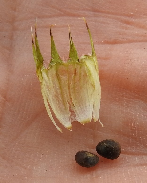 Galeopsis speciosa - kirjopillikkeen hedelmälohkot ovat soikeahkot ja sisäpinnaltaan tylpän kulmikkaat sekä hieman litteät. Ne ovat kypsinä ruskeat ja noin 3-4 mm pitkät. EH, Hämeenlinna, Loimalahti, Sampo, peltotieuran varsi, laajahko joutomaaniitty, 22.7.2019. Copyright Hannu Kämäräinen.