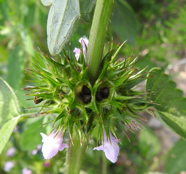 Galeopsis tetrahit - karheapillikkeen verhiön sisään kehittyvä hedelmä on ristikkäisesti nelilohkoinen ja noin 3-4 mm leveä. Lohkot ovat soikeahkot ja sisäpinnaltaan tylpän kulmikkaat sekä hieman litteät. Ne ovat kypsinä ruskeat ja noin 3 mm pitkät. EH, Hämeenlinna, Loimalahti, Sampo, kaurapellon laitaa kulkevan tieuran varsi, 22.7.2019. Copyright Hannu Kämäräinen.