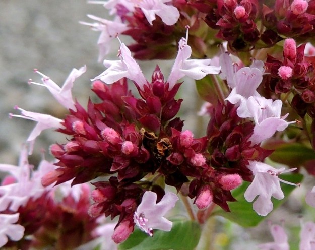 Origanum vulgare - mäkimeiramin valkoistenkin teriöiden nuput ovat vaaleanpunaiset. Teriö on pitkätorvinen, lyhytkarvainen ja päästään kaksihuulinen sekä tavallisesti noin 4-7 mm pitkä. Ylähuuli on lähes litteä, lovipäinen ja yleensä noin 1,5-2 mm pitkä. Alahuuli on kärkiosastaan pyöreämuotoinen ja tavallisesti noin 2-3 mm pitkä. Siinä ovat molemmin puolin pienet, pyöreäpäiset ja noin 1 mm pitkät sivuliuskat. Verhiö on noin 2,5-3 mm pitkä ja lähes säteittäisesti viisiliuskainen. Heteistä kaksi ovat pitempiä ja kaksi lyhyempiä. Pitempi hedepari yltää lopulta reilusti ylähuulta ulommaksi. ES, Kouvola, Kurvi, Kuusaanlammen rannan laaja varastokenttäalue, entisen ratapohjan laide, 28.7.2015. Copyright Hannu Kämäräinen.