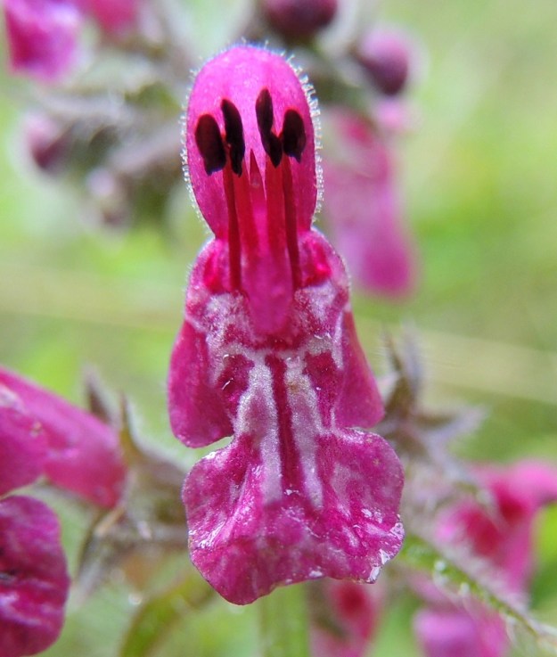 Stachys sylvatica - lehtopähkämön teriössä voi halutessaan nähdä ihmismäisen hahmon. Alahuulessa sivuliuskoineen on pääväripohjalla valkoista kuviointia. Heteet yltävät kutakuinkin samalle tasolle. Ruskeiden ponsien puolikkaat siirottavat eri suuntiin. Kuvassa heteiden välissä näkyy vasta kehittymässä oleva emi. V, Salo, Suomusjärvi, Lemula, Lemulanrinteen metsäalue, 31.7.2015. Copyright Hannu Kämäräinen.