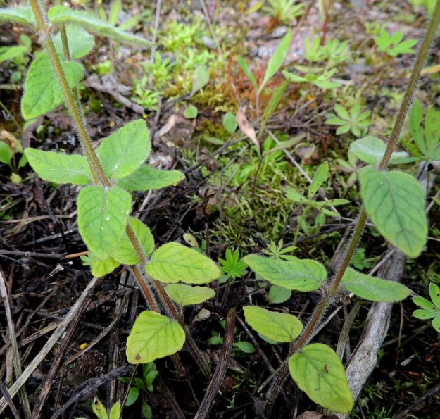 Clinopodium vulgare - lehtomäkimintun varret ovat nelisärmäiset ja siirottavasti sekä tiheästi pehmeäkarvaiset. Lehtilapa on ehyt, puikea ja pyöreä- tai tylpän suippokärkinen. Yläpuoli on kauttaaltaan ja reunoistaan pehmeäkarvainen. Lehtilapa on tavallisesti noin 2-6 cm pitkä ja leveimmältä kohtaa noin 1-3 cm leveä. EH, Kouvola, Kuusankoski, Voikkaa, vanha, suurimmaksi osaksi pois käytöstä oleva ratapiha-alue, 28.7.2015. Copyright Hannu Kämäräinen.