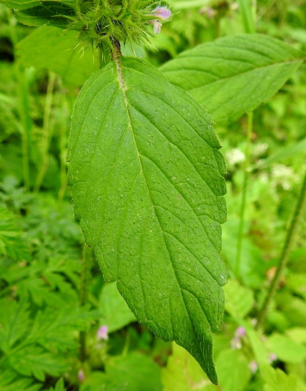 Galeopsis bifida - peltopillikkeen lehtilapa on puikea tai soikeahko ja suippokärkinen sekä kiila- tai pyöreätyvinen. Yläpuoli on yleensä vaaleahkon vihreä ja pinnanmyötäisesti karvainen. Päävarren lehtien lapa on tavallisesti noin 4-8 cm pitkä ja leveimmältä kohtaa noin 2-3,5 cm leveä. Ks, Kuusamo, Juuma, Juumantien varsi lähellä tien päätepistettä, vesiojan laide, 10.8.2022. Copyright Hannu Kämäräinen.