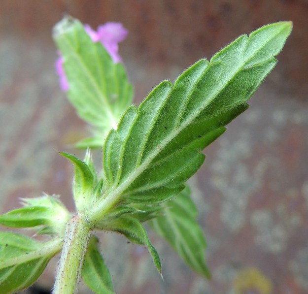 Galeopsis ladanum - pehmytpillikkeen lehtilapa on laidoiltaan harvakseen iso- ja matalahampainen. Alapinnan karvoitus on runsainta suonissa. 16.7.2016. Copyright Hannu Kämäräinen.