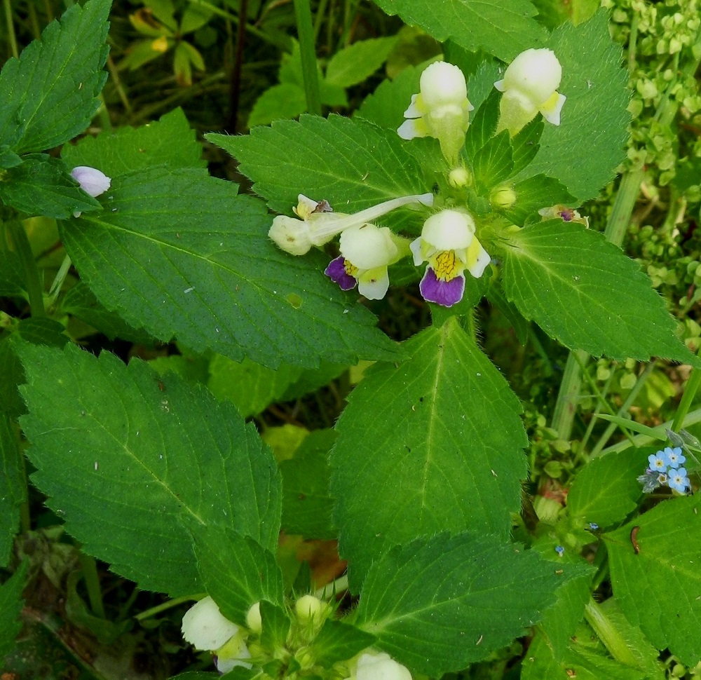 Galeopsis speciosa - kirjopillikkeen lehtilapa on puikea tai puikean suikea ja suippokärkinen sekä kiila- tai pyöreätyvinen. Laita on isohampainen. Pituutta lavalla on tavallisesti noin 4-10 cm ja leveyttä leveimmältä kohtaa noin 1,5-5 cm. EH, Hämeenlinna, Hangasmäki, Hangastöllintien varren entinen, pieni peltolaikku, 5.7.2012. Copyright Hannu Kämäräinen.