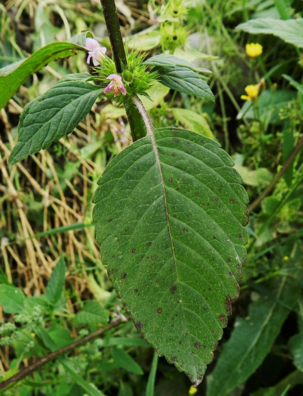Galeopsis tetrahit - karheapillikkeen lehtilapa on puikea ja suippokärkinen sekä kiila- tai pyöreätyvinen. Laita on isohampainen. Yläpuoli on yleensä tummahkon vihreä ja pinnanmyötäisesti karvainen. Päävarren lehtien lapa on tavallisesti noin 4-10 cm pitkä ja leveimmältä kohtaa noin 2-5 cm leveä. Lehtiruoti on yleensä noin 1-3 cm pitkä ja sukaskarvainen. EH, Hämeenlinna, Majalahti, Louhoksentien varren maanläjitysalue, 9.8.2011. Copyright Hannu Kämäräinen.