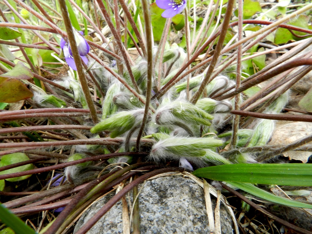 Hepatica nobilis - (lehto)sinivuokon uudet lehdet alkavat versoa kukinnan aikana. Ne ovat sisäänpäin rullautuneet ja pitkän tiheän karvoituksen peitossa. Karvoitus on myös suoja hallaöitä vastaan. EH, Hämeenlinna, Sairio, Ruutikellarintien laitametsä, 6.5.2012. Copyright Hannu Kämäräinen.