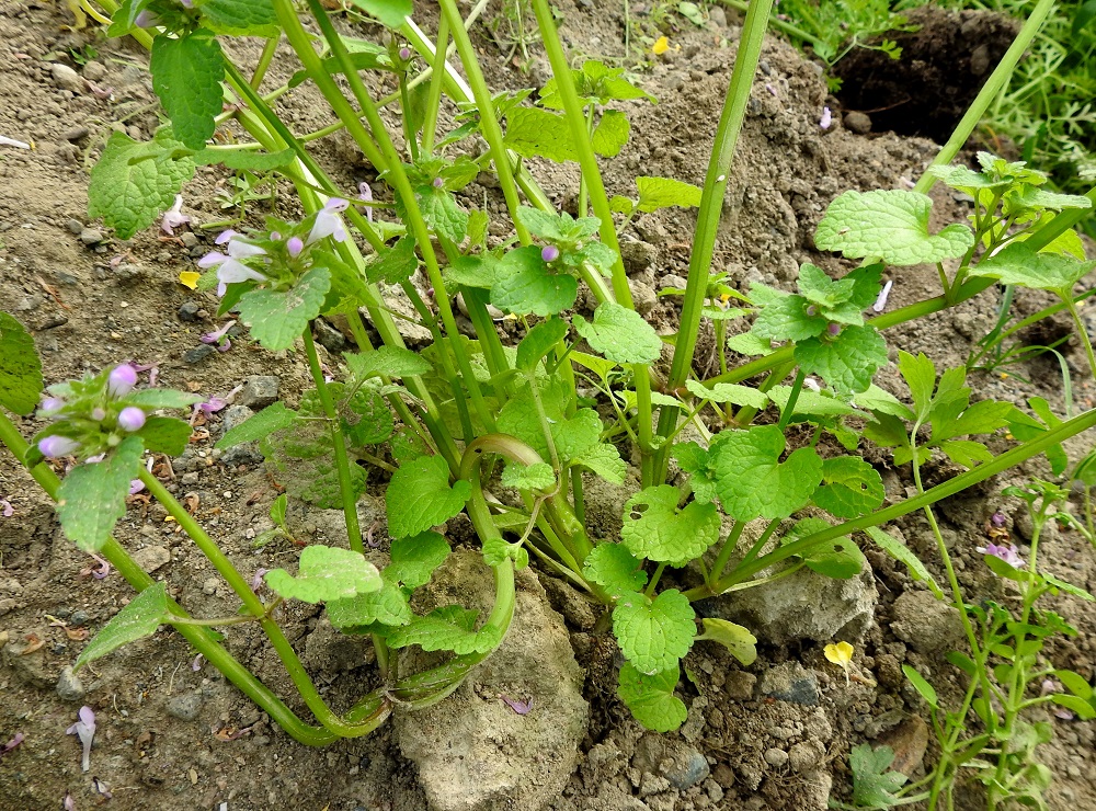 Lamium purpureum - punapeipin varsi voi olla tyveltä runsaastikin haarova. Lisäksi lehtihankaisia haaroja on myös ylempänä. Kukinnon alapuolisten lehtien ruoti on yleensä noin 2-7 cm pitkä. EH, Hämeenlinna, Loimalahti, Kuokkamaa, entisen Sammon kaatopaikan täyttökumpu, jonne ajettu uusia maakasoja, 22.7.2019. Copyright Hannu Kämäräinen.