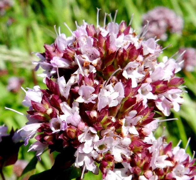 Origanum vulgare - mäkimeiramin emi on yksivartaloinen ja kaksiluottinen. Se yltää lopulta korkealle teriön yläpuolelle. V, Kemiönsaari, Örö, Södernäbbenin patterikallioniemi, 14.7.2012. Copyright Hannu Kämäräinen.