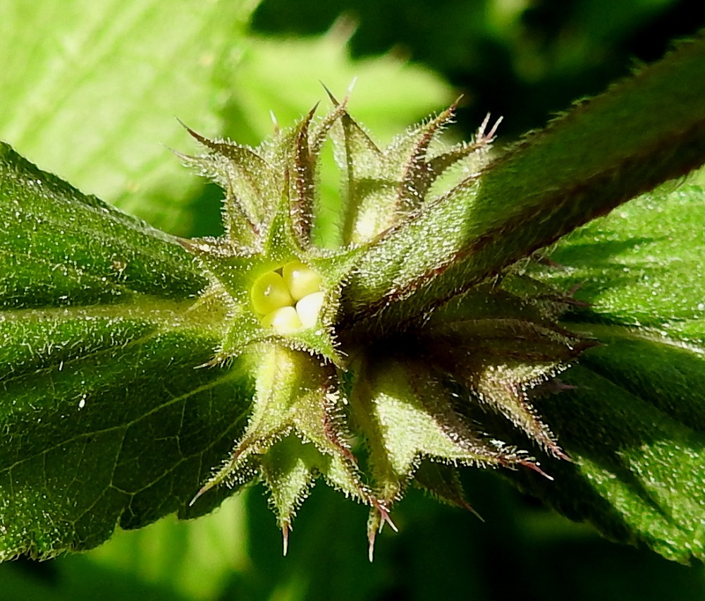 Stachys palustris - peltopähkämön verhiön sisään kehittyvä hedelmä on ristikkäisesti nelilohkoinen ja noin 3 mm leveä. Lohkot ovat päästään pyöristyneet ja muuten hieman särmikkäät. Ne ovat kiiltävät ja kypsinä ruskehtavat sekä noin 2,5 mm pitkät. EH, Hämeenlinna, Majalahti, Louhoksentien varrella oleva maanläjitysalue, 15.8.2022. Copyright Hannu Kämäräinen.