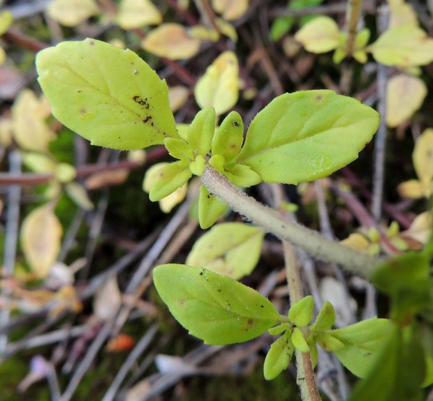 Acinos arvensis - ketokäenmintun lehtilapa on ehyt ja sen muoto vaihtelee suikeasta puikeaan ja alemmissa lehdissä myös soikeaan. Laita on harva- ja matalahampainen tai lähes ehyt. Varren keskialueella lehtilapa on tavallisesti noin 8-17 mm pitkä ja leveimmältä kohtaa noin 3-8 mm leveä. Kukinnon alapuolisiin lehtihankoihin kasvaa runsaasti kukattomia lyhytversoja. ES, Lappeenranta, Mäntylä, Mäntylänmäen luonnonsuojelualue kalkkilouhoksen lähistöllä, metsäisen kalliomäen lakialue, 8.7.2015. Copyright Hannu Kämäräinen.