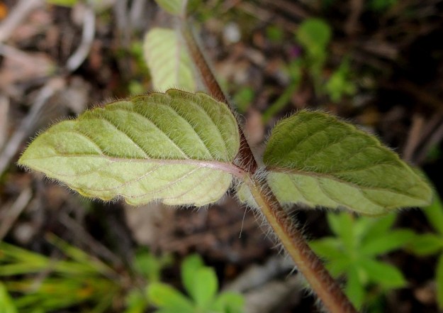 Clinopodium vulgare - lehtomäkimintun lehtilapa on matala- ja tylppähampainen, nyhälaitainen tai lähes ehytreunainen. Alapuolen karvoitus on tiheimmillään suonissa. Lehtiruoti on yleensä noin 0,5-1 cm pitkä ja karvainen. EH, Kouvola, Kuusankoski, Voikkaa, vanha, suurimmaksi osaksi pois käytöstä oleva ratapiha-alue, 28.7.2015. Copyright Hannu Kämäräinen.