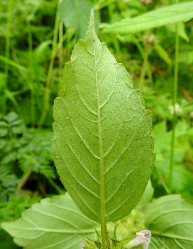 Galeopsis bifida - peltopillikkeen lehtiaita on iso- tai pienehköhampainen. Hampaat ovat useimmiten matalia. Lavan alapuoli on vaaleanvihreä tai harmahtavan vihreä ja yleensä pinnanmyötäisesti karvainen. Karvoituksen määrä kuitenkin vaihtelee. Kuvassa olevassa lehdessä karvoja on lähinnä vain suonissa. Ks, Kuusamo, Juuma, Juumantien varsi lähellä tien päätepistettä, vesiojan laide, 10.8.2022. Copyright Hannu Kämäräinen.