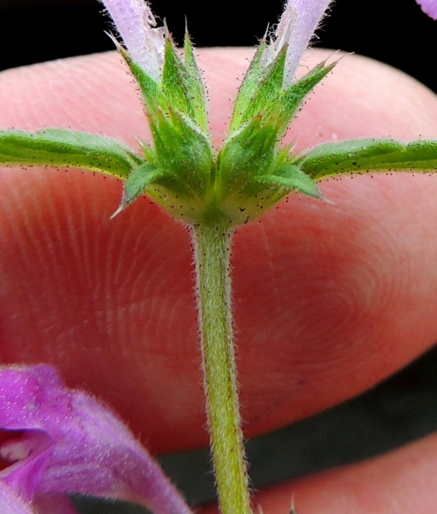 Galeopsis ladanum - pehmytpillikkeen varsi on nelisärmäinen ja tasapaksu myös nivelten alapuolelta sekä alaviistoon pehmeäkarvainen. Karvat ovat valkoiset, kähärät ja lyhyet. Lisäksi erityisesti varren yläosassa on runsaasti myös siirottavia, kellan- tai punaruskeanuppisia nystykarvoja. Samanlaisia nystykarvoja on myös varren yläosan hanka- eli tukilehdissä, kukkien esilehdissä ja verhiöissä. Verhiöiden muu karvoitus on lyhyttä ja alaspäin lähes pinnanmyötäistä. 16.7.2016. Copyright Hannu Kämäräinen.
