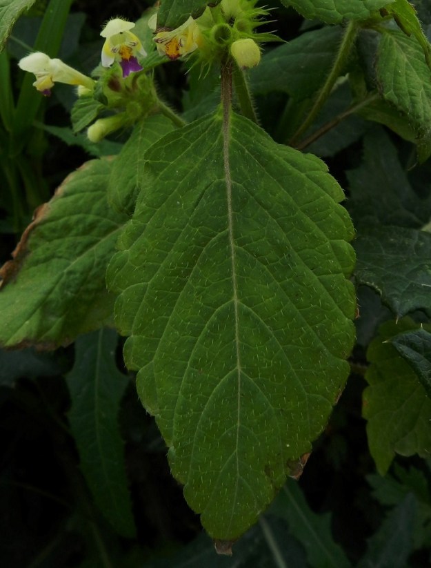 Galeopsis speciosa - kirjopillikkeen lehtilavan molemmat puolet ovat pinnanmyötäisesti karvaiset. EH, Hämeenlinna, Majalahti, Louhoksentien varren maanläjitysalue, 9.8.2011. Copyright Hannu Kämäräinen.