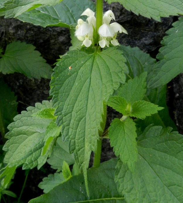 Lamium album - valkopeipin lehtilapa on puikea, suippokärkinen ja hertta- tai lähes suoratyvinen. Ylempien lehtien kärki on pitkäsuippuinen. Lehtilapa on tavallisesti noin 3-10 cm pitkä ja leveimmältä kohtaa noin 2,5-6 cm leveä. Se muistuttaa kovasti nokkosen, Urtica dioica, lehteä. Valkopeipin nimi onkin englanniksi dead nettle eli kuollut nokkonen. Nimi viittaa poltinkarvattomiin lehtiin. ES, Lappeenranta, Kaupunginlahden satama, Satamatien laidasta nouseva linnoitusalueen rinne, 11.7.2012. Copyright Hannu Kämäräinen.